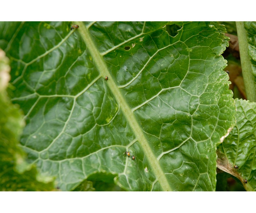 Horseradish